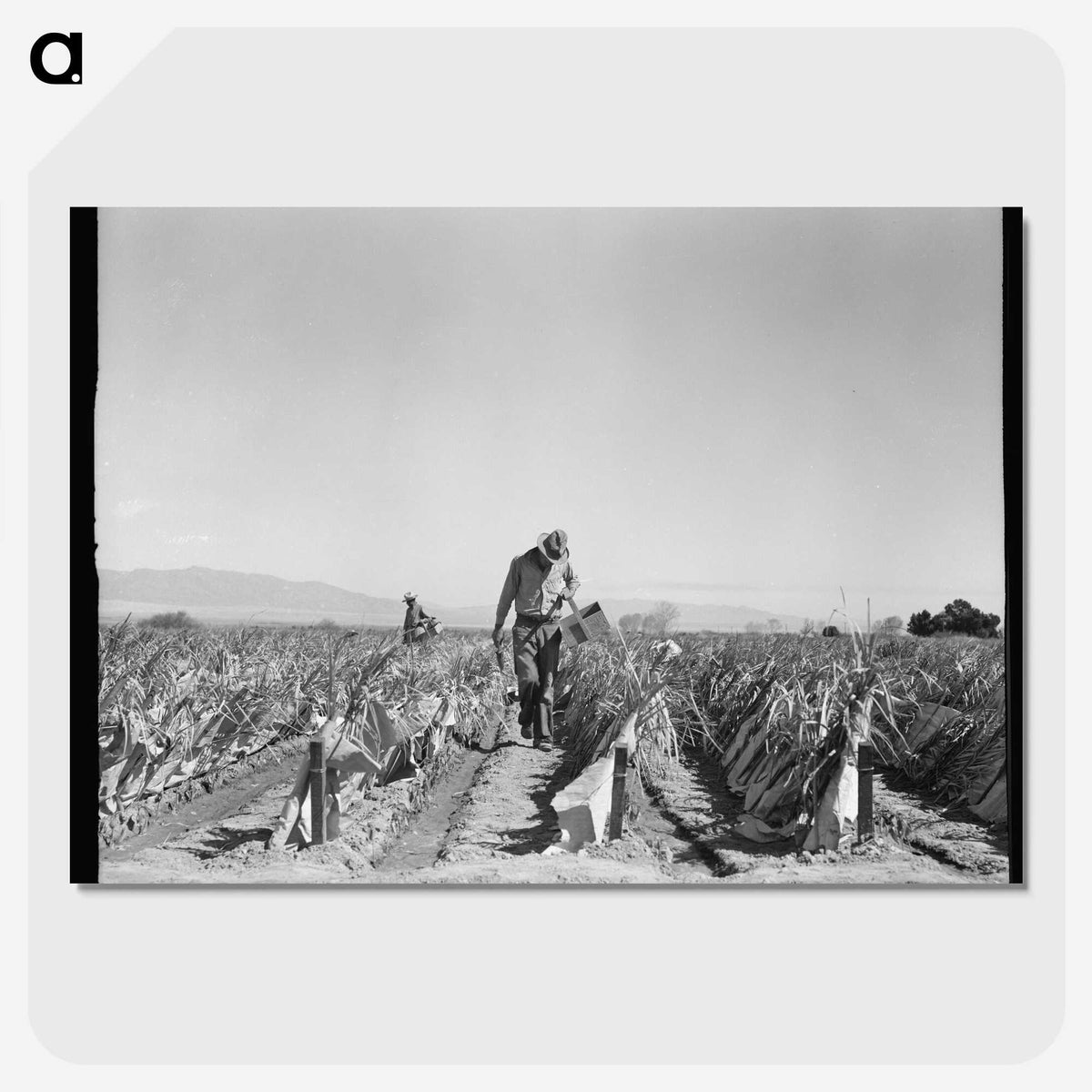 2-73_Dorothea-Lange_picture-crop