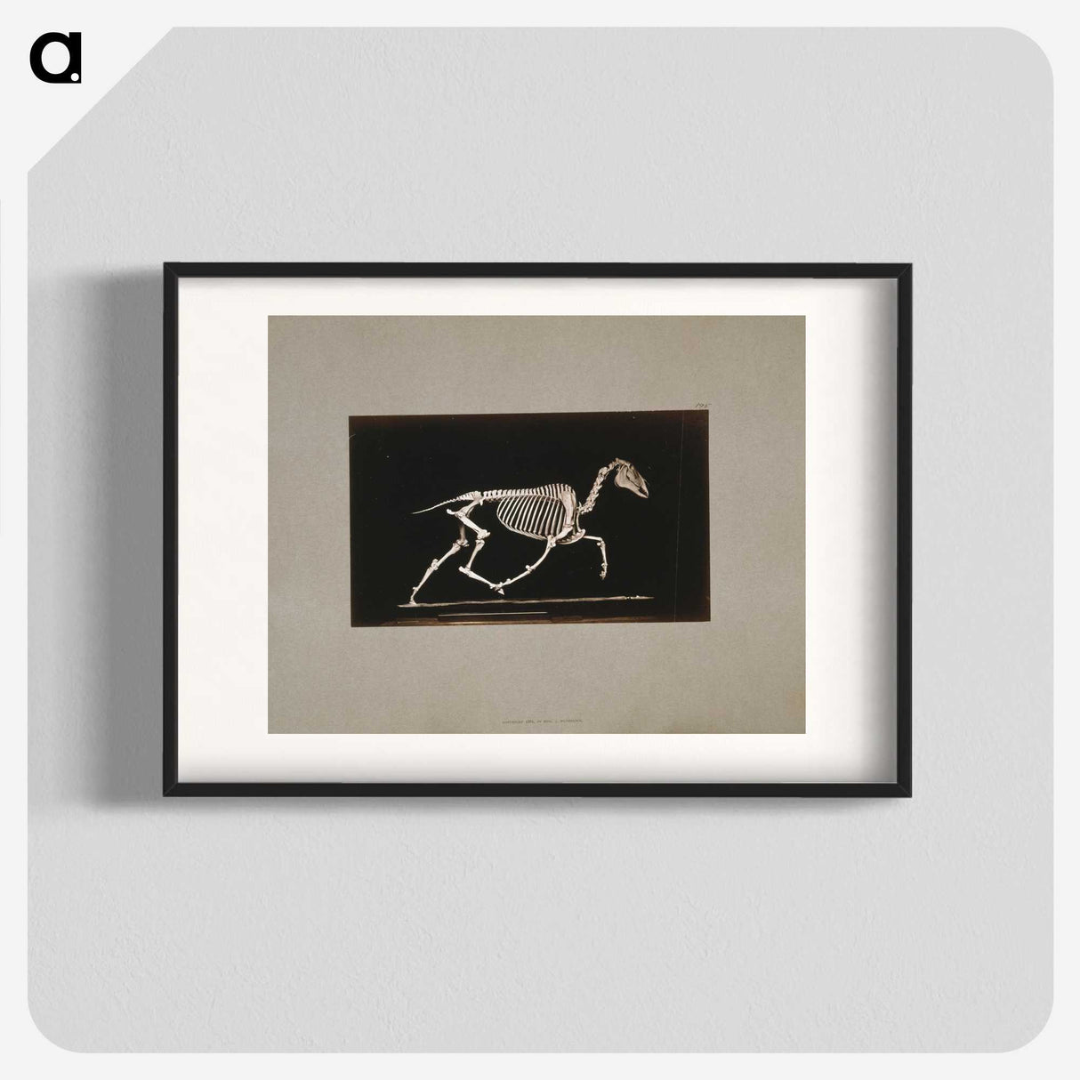 2-73_Eadweard-Muybridge_blk