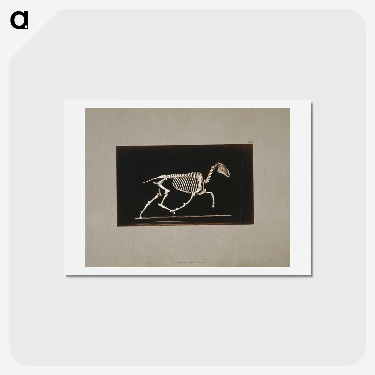 2-73_Eadweard-Muybridge_hagaki