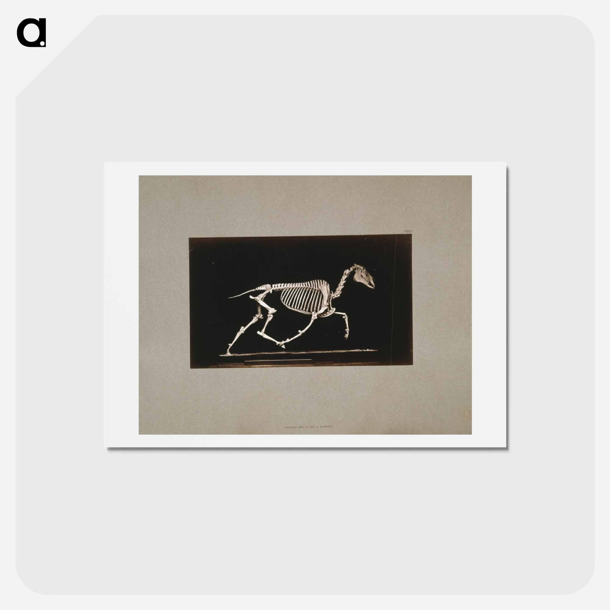 アートポストカード-Trotting Horse Skeleton
- エドワード マイブリッジ Postcard.