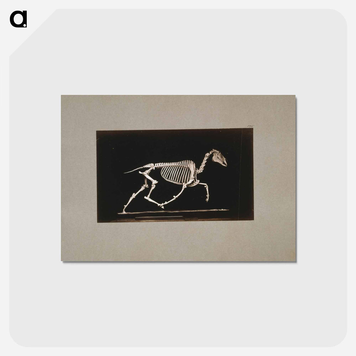 アートポストカード-Trotting Horse Skeleton
- エドワード マイブリッジ Postcard.