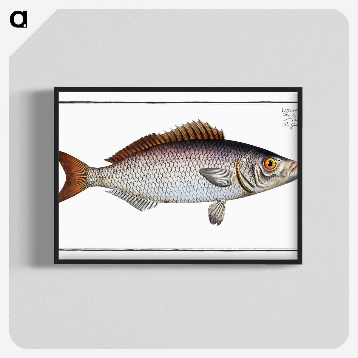2-73_Ichtyologie-ou-Histoire-naturelle_blk-crop