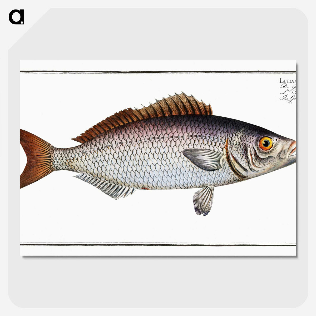 2-73_Ichtyologie-ou-Histoire-naturelle_picture-crop