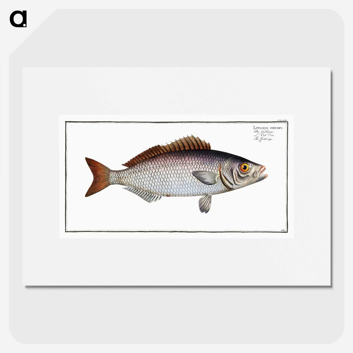 2-73_Ichtyologie-ou-Histoire-naturelle_picture