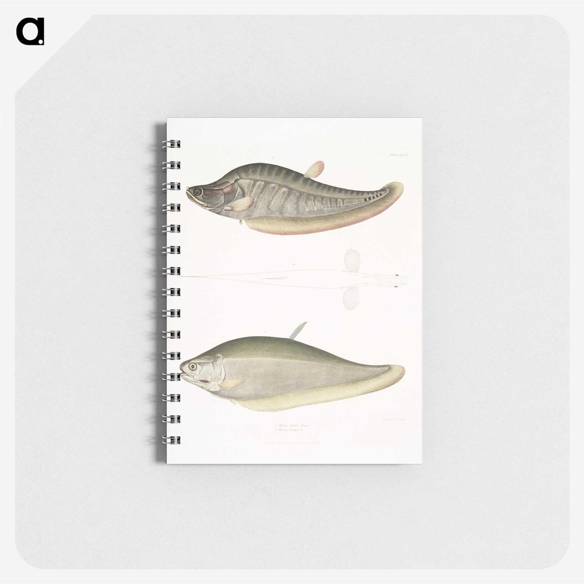 2-73_Indian-Zoology_memo