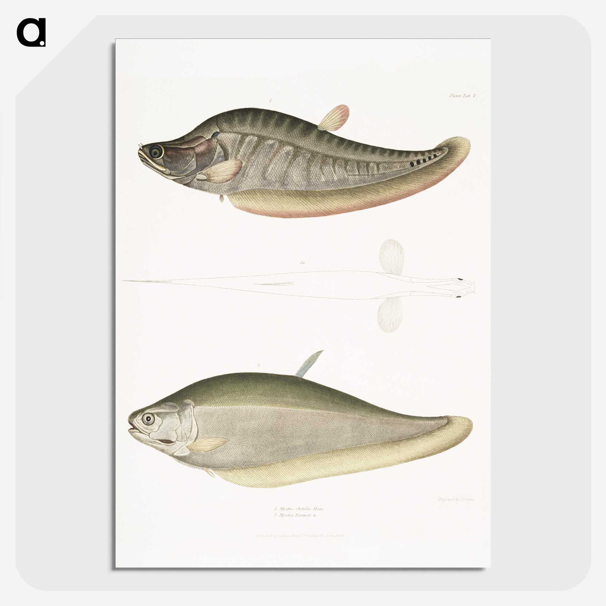2-73_Indian-Zoology_picture-crop