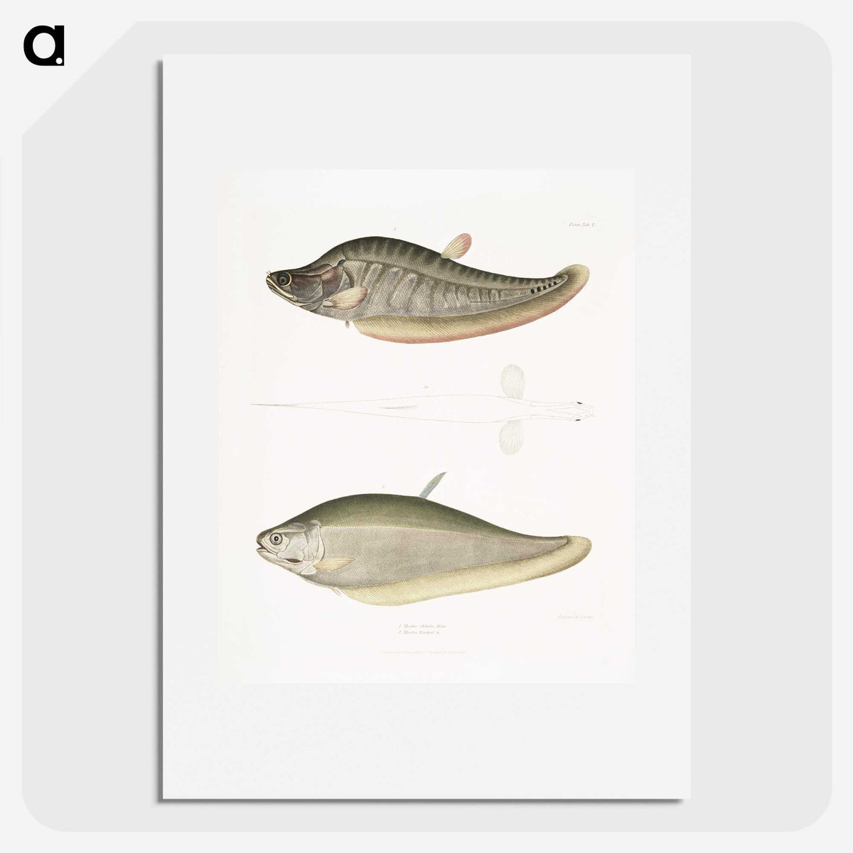 2-73_Indian-Zoology_picture