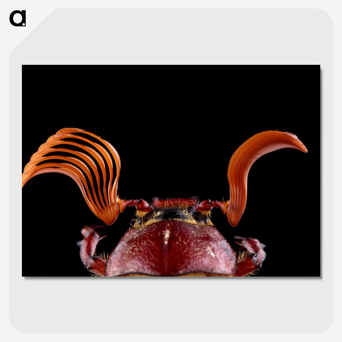 2-73_Insects-Unlocked-Project_picture-crop
