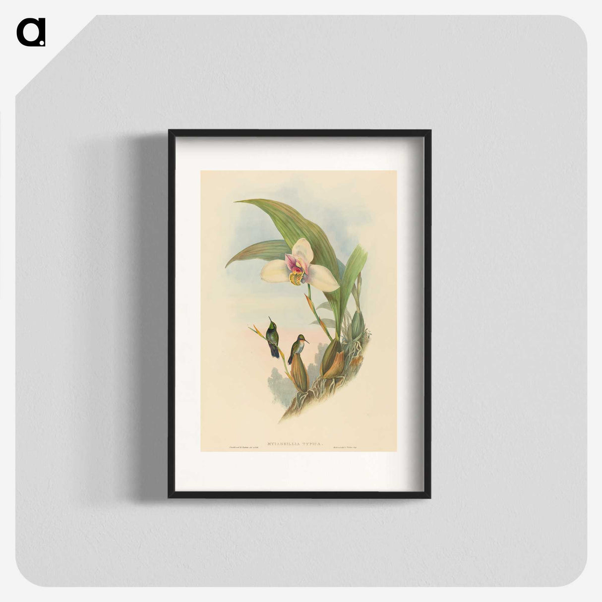 2-73_John-Gould_blk