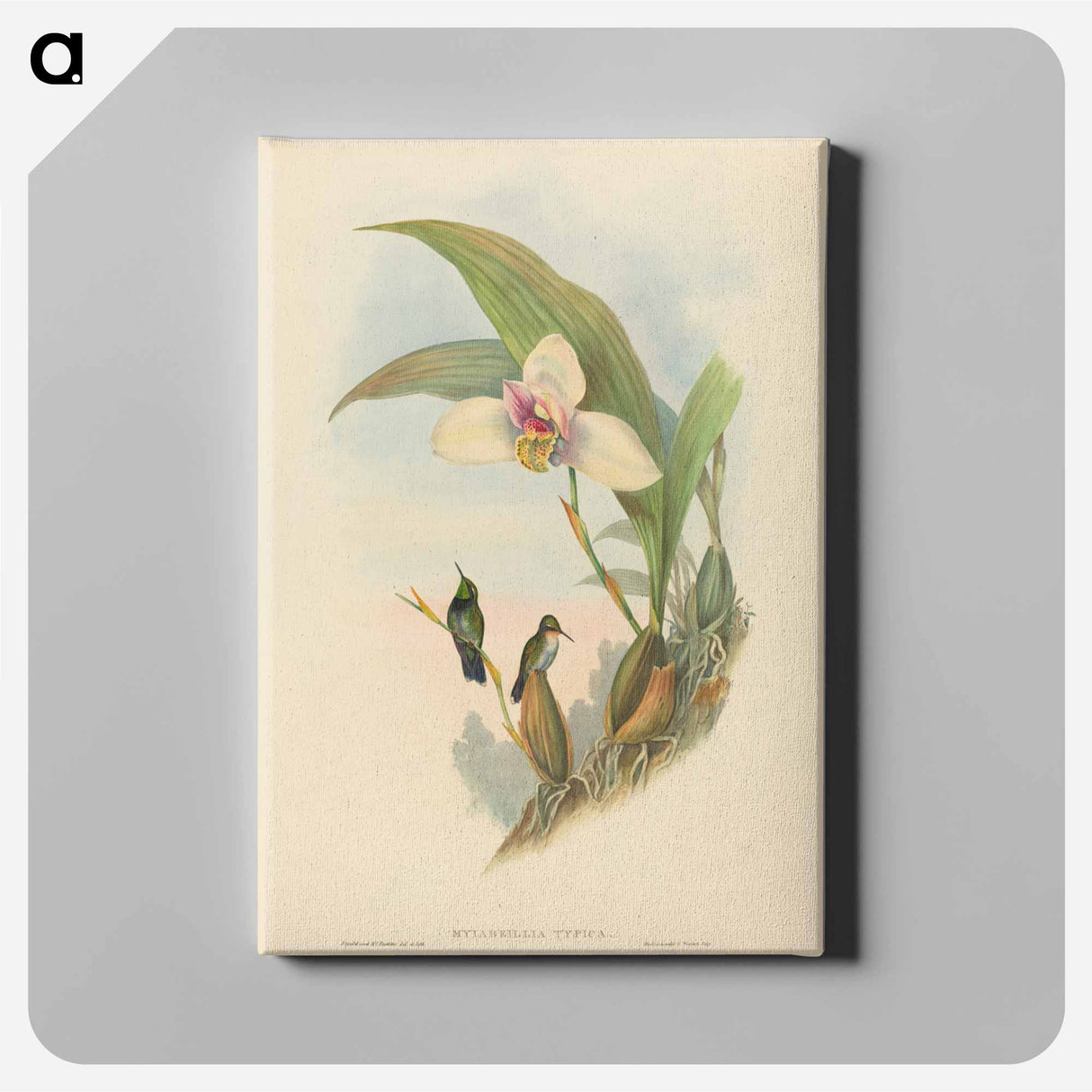 アートパネル-Abeille's Hummingbird
- ジョン グールド Canvas.