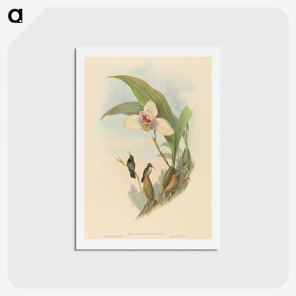 2-73_John-Gould_hagaki