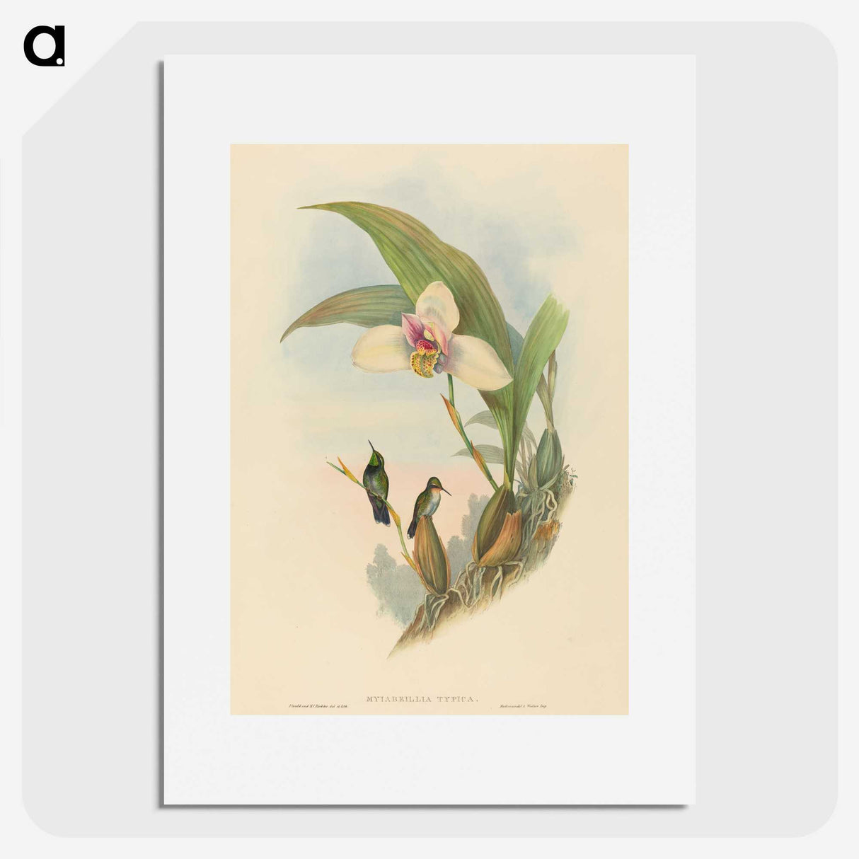 2-73_John-Gould_picture