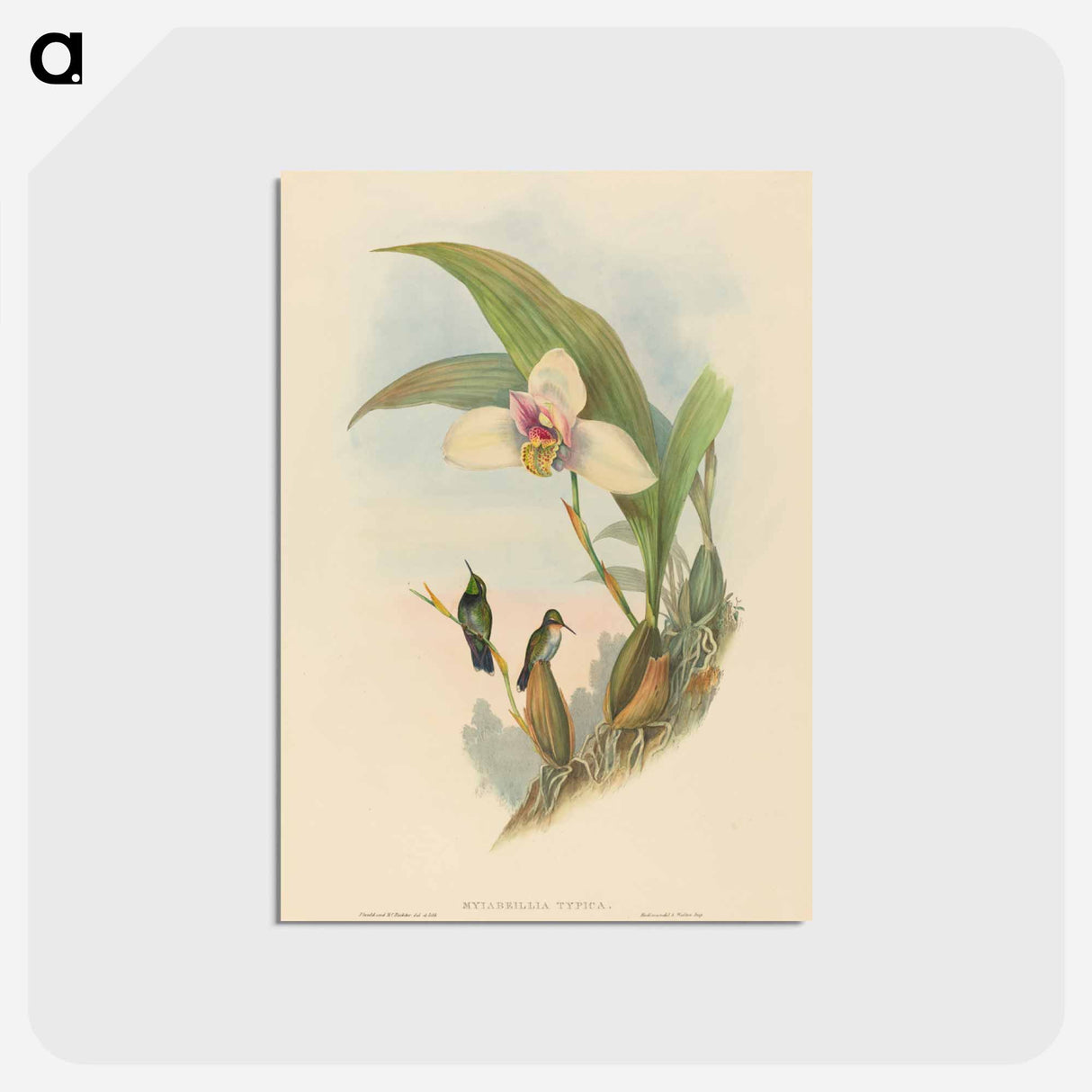 アートポストカード-Abeille's Hummingbird
- ジョン グールド Postcard.