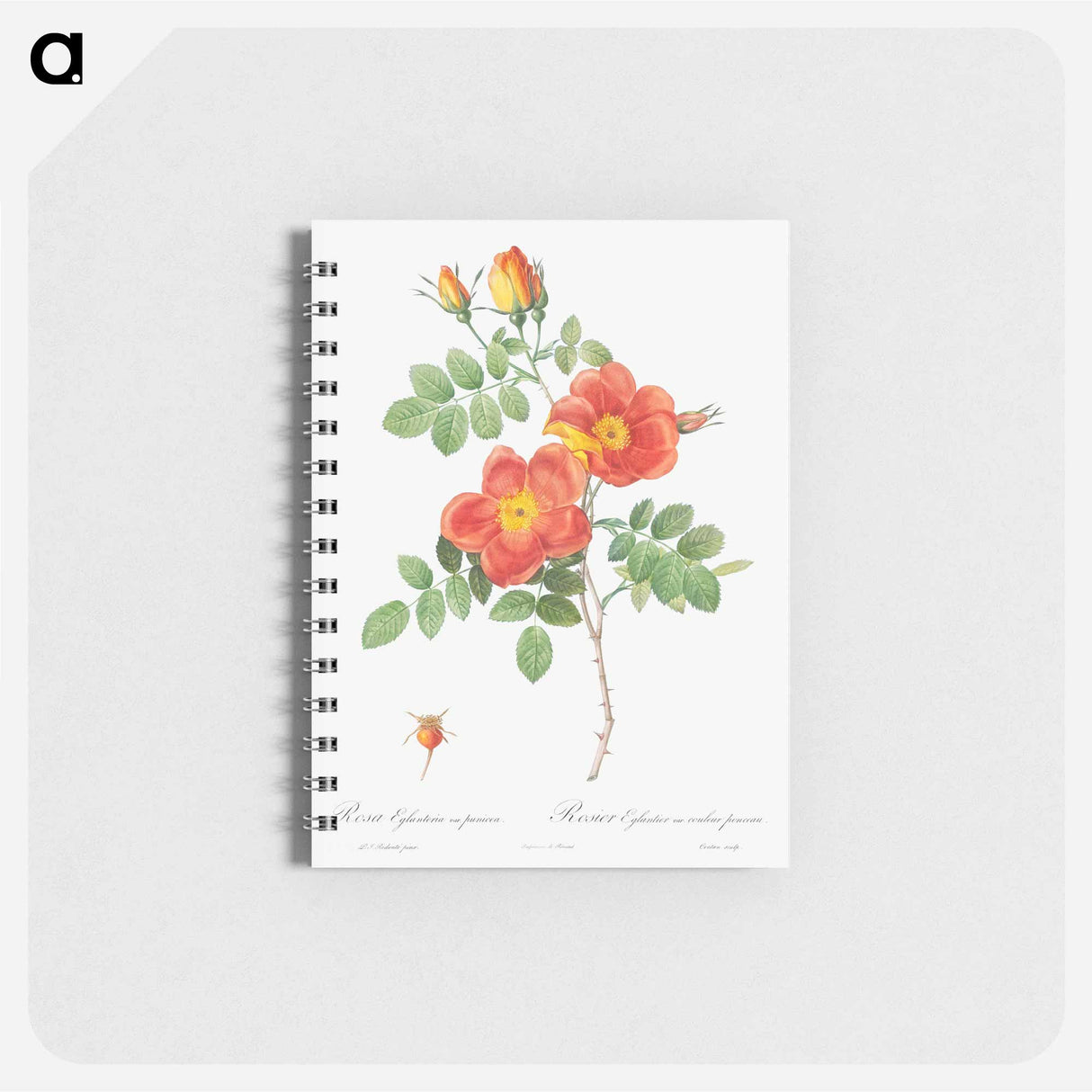 Austrian Copper Rose - ピエール ジョゼフ ルドゥーテ Memo.