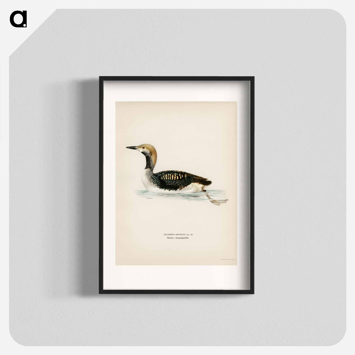 アートポスター-Black-throated Loon
- スヴェンスカ フォグラル Poster.