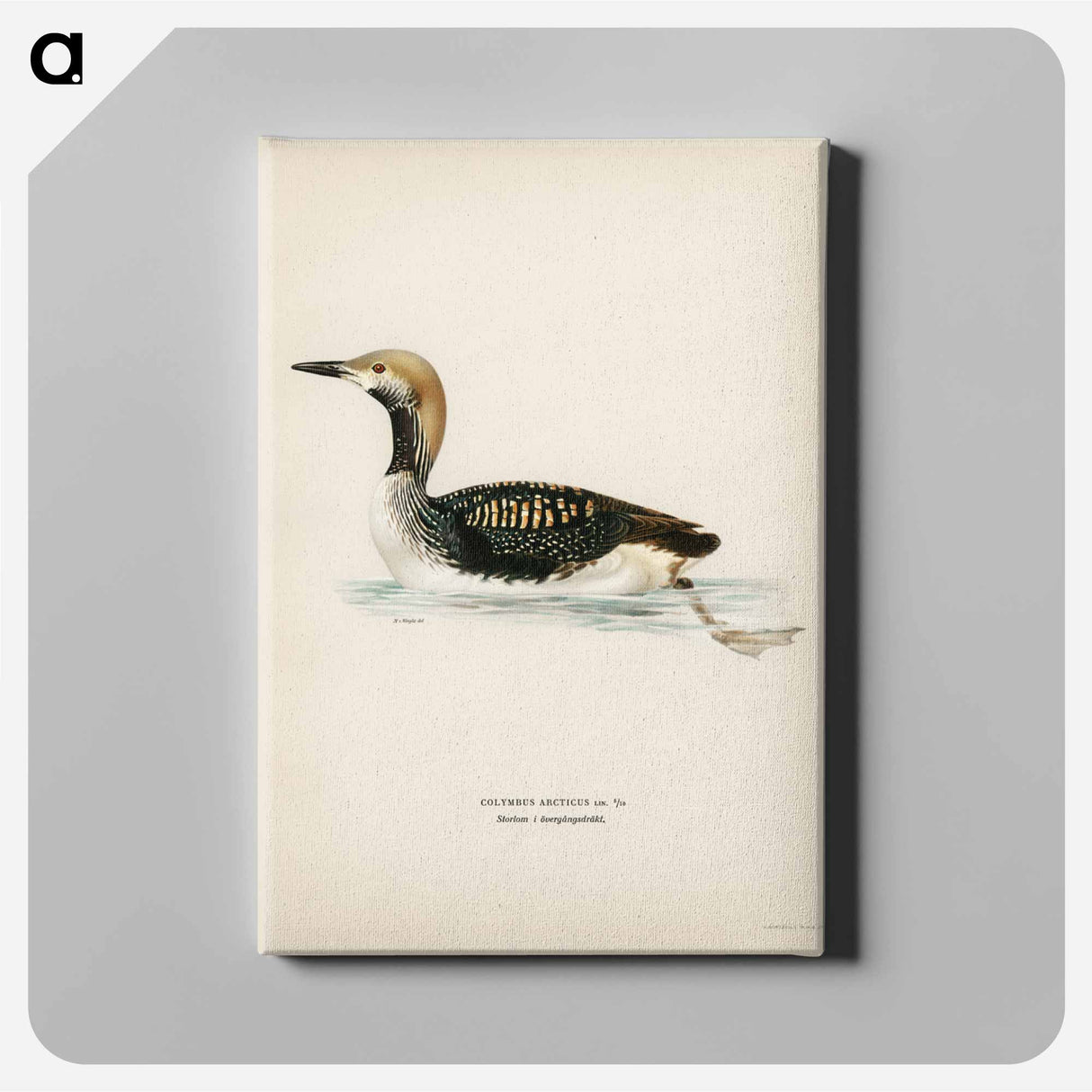 アートパネル-Black-throated Loon
- スヴェンスカ フォグラル Canvas.
