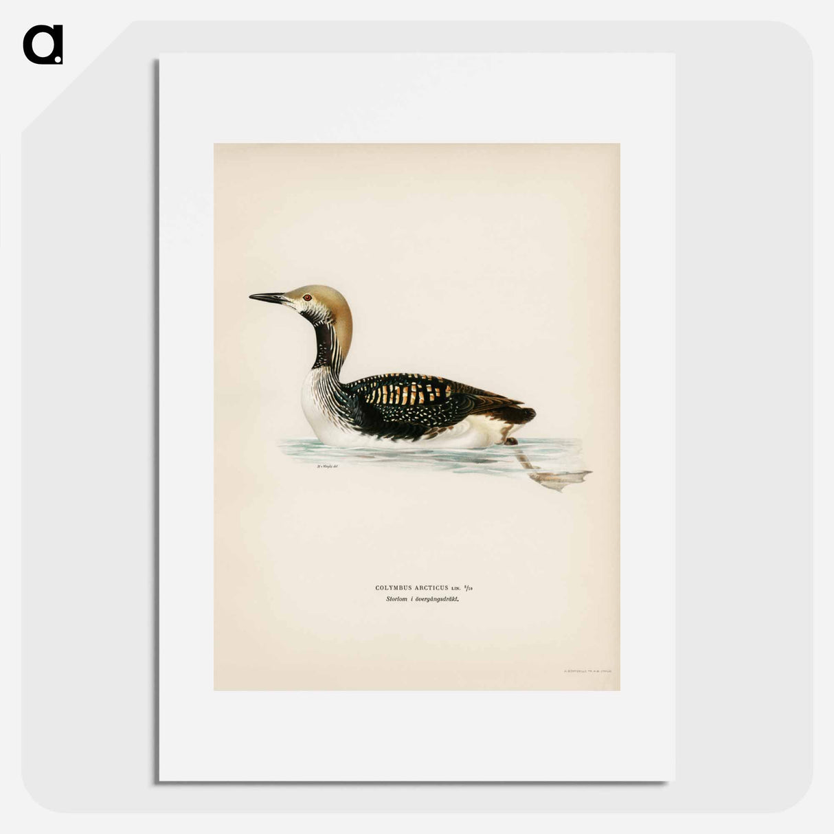 アートポスター-Black-throated Loon
- スヴェンスカ フォグラル Poster.