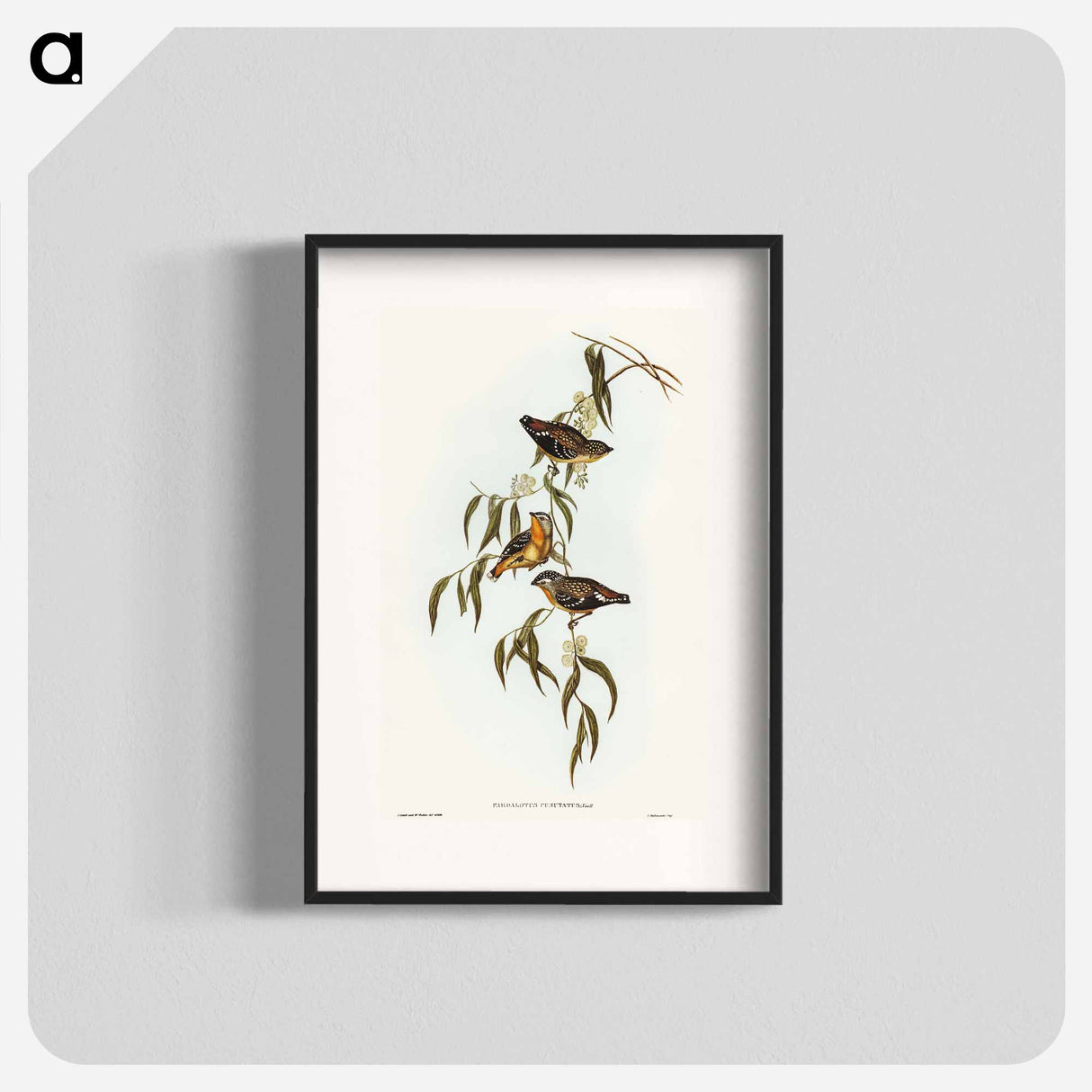 アートポスター-Spotted Pardalote
- オーストラリアの鳥 Poster.