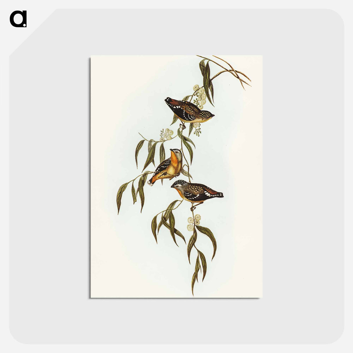 アートポストカード-Spotted Pardalote
- オーストラリアの鳥 Postcard.