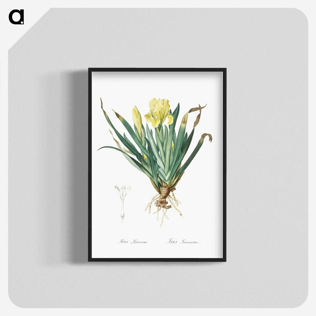 2-73_The-Lilies_blk-crop
