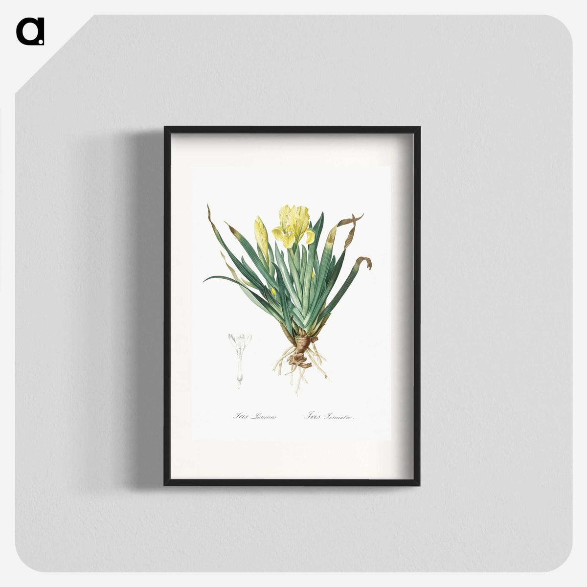 2-73_The-Lilies_blk
