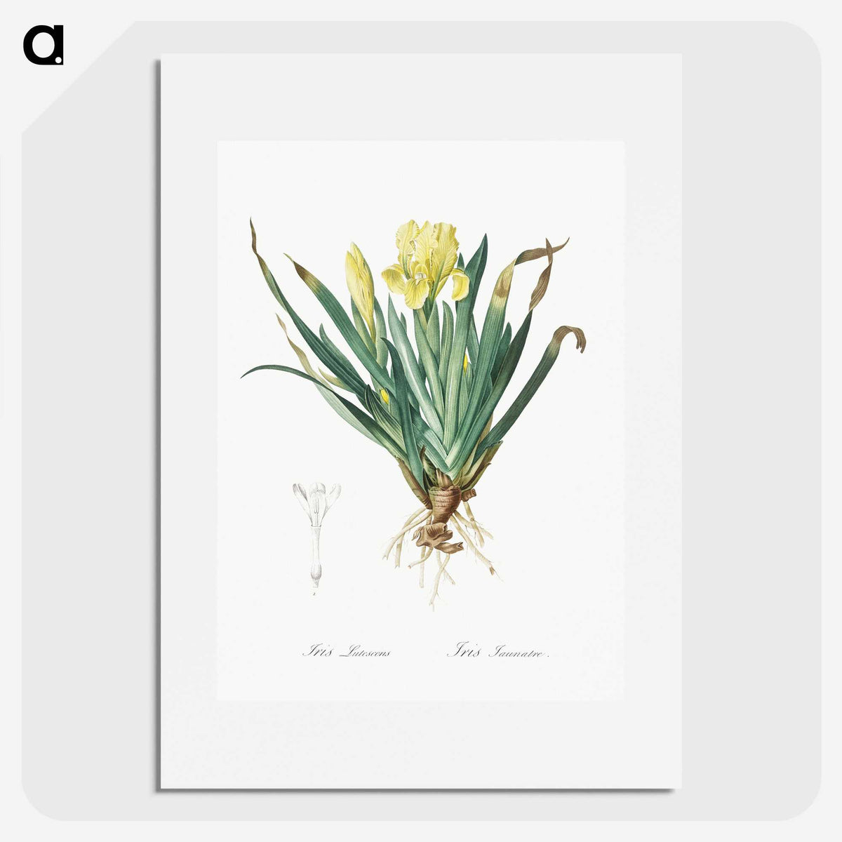 2-73_The-Lilies_picture