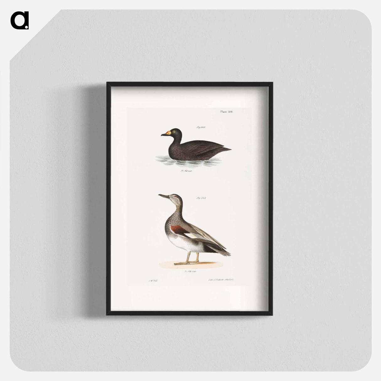 Broad-billed Coot (Fuligula americana) Grey Duck (Anas strepera) illustration from Zoology of New York by - ニューヨークの動物学 Poster.