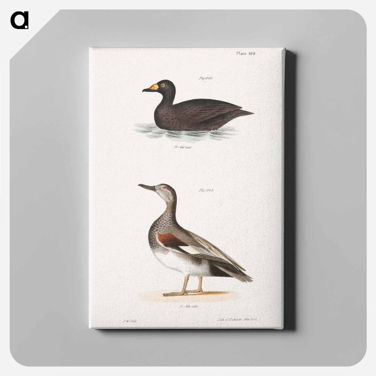 Broad-billed Coot (Fuligula americana) Grey Duck (Anas strepera) illustration from Zoology of New York by - ニューヨークの動物学 Canvas.
