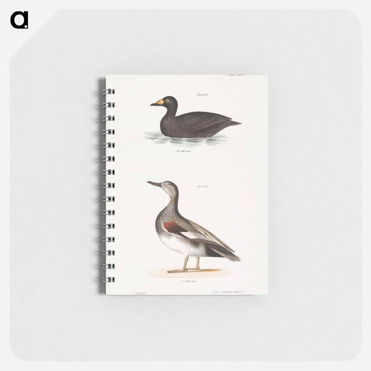 アートメモ帳-Broad-billed Coot (Fuligula americana) Grey Duck (Anas strepera) illustration from Zoology of New York by - ニューヨークの動物学 Memo.