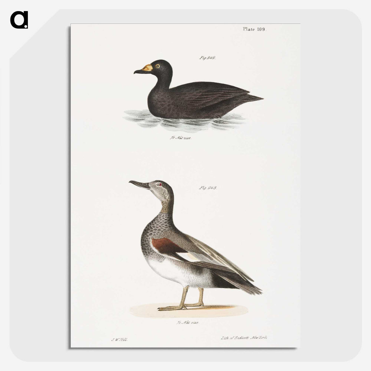 2-73_Zoology-of-New-York_picture-crop
