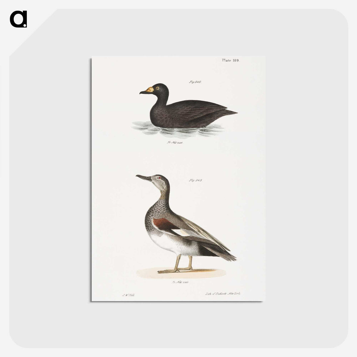 2-73_Zoology-of-New-York_postcard