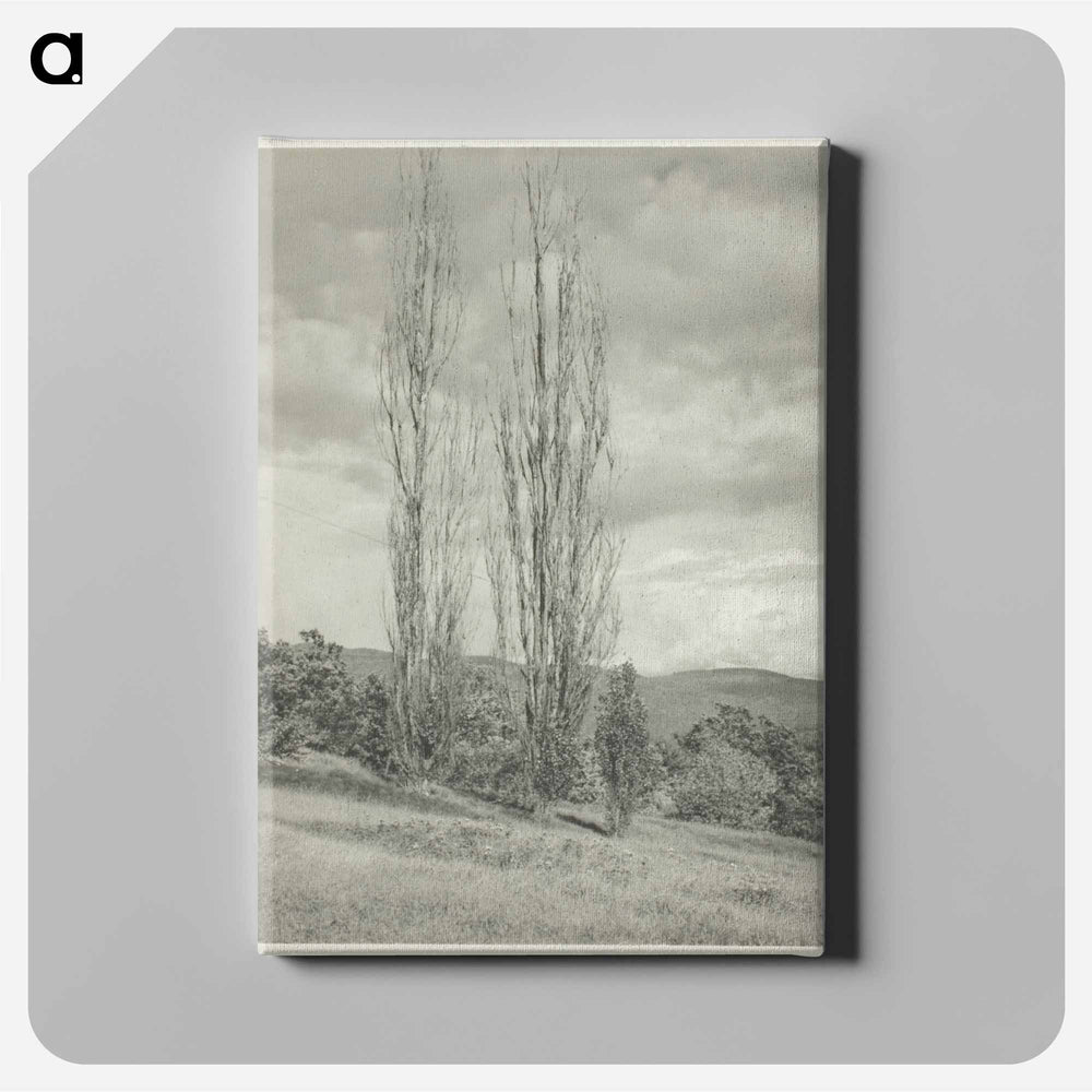 Poplars—Lake George - アルフレッド スティーグリッツ Canvas.