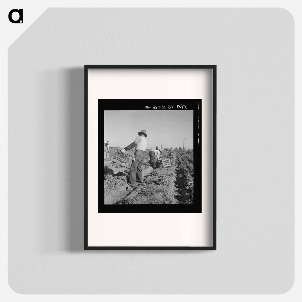 Lettuce Cutting Crew - Dorothea Lange Poster.