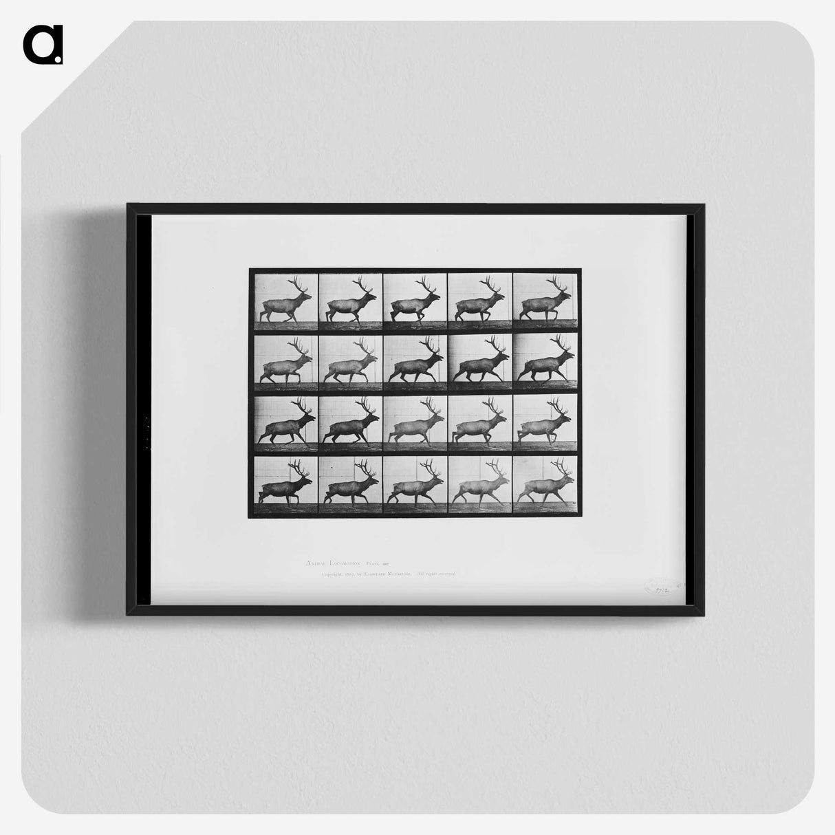 2-74_Eadweard-Muybridge_blk-crop