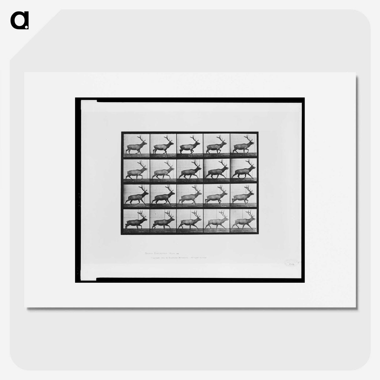 2-74_Eadweard-Muybridge_picture