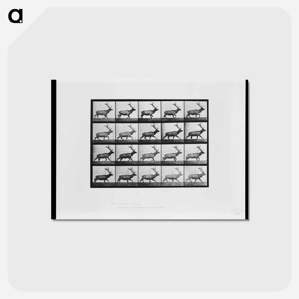 アートポストカード-Animal Locomotion
- エドワード マイブリッジ Postcard.