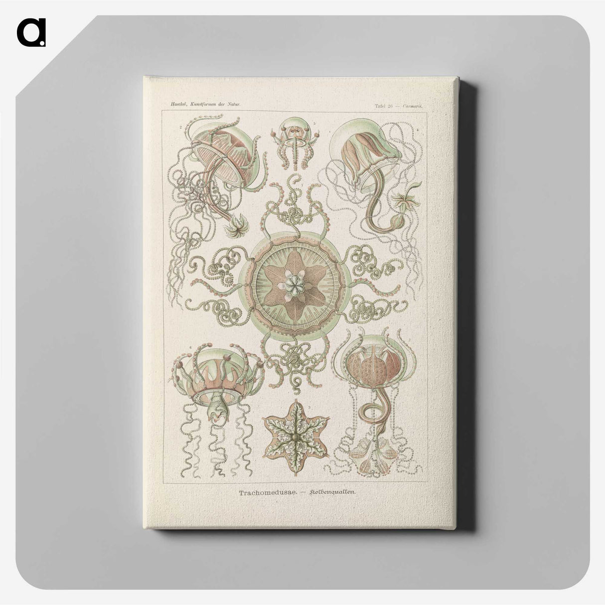 2-74_Ernst-Haeckel_canvas