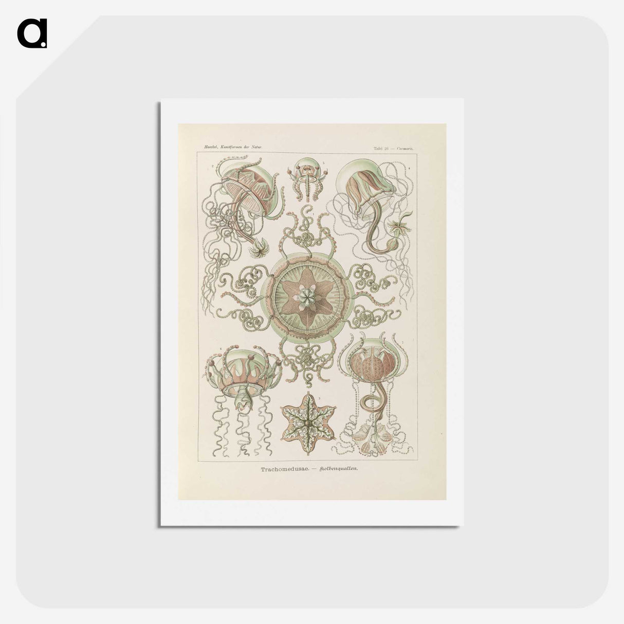 2-74_Ernst-Haeckel_hagaki