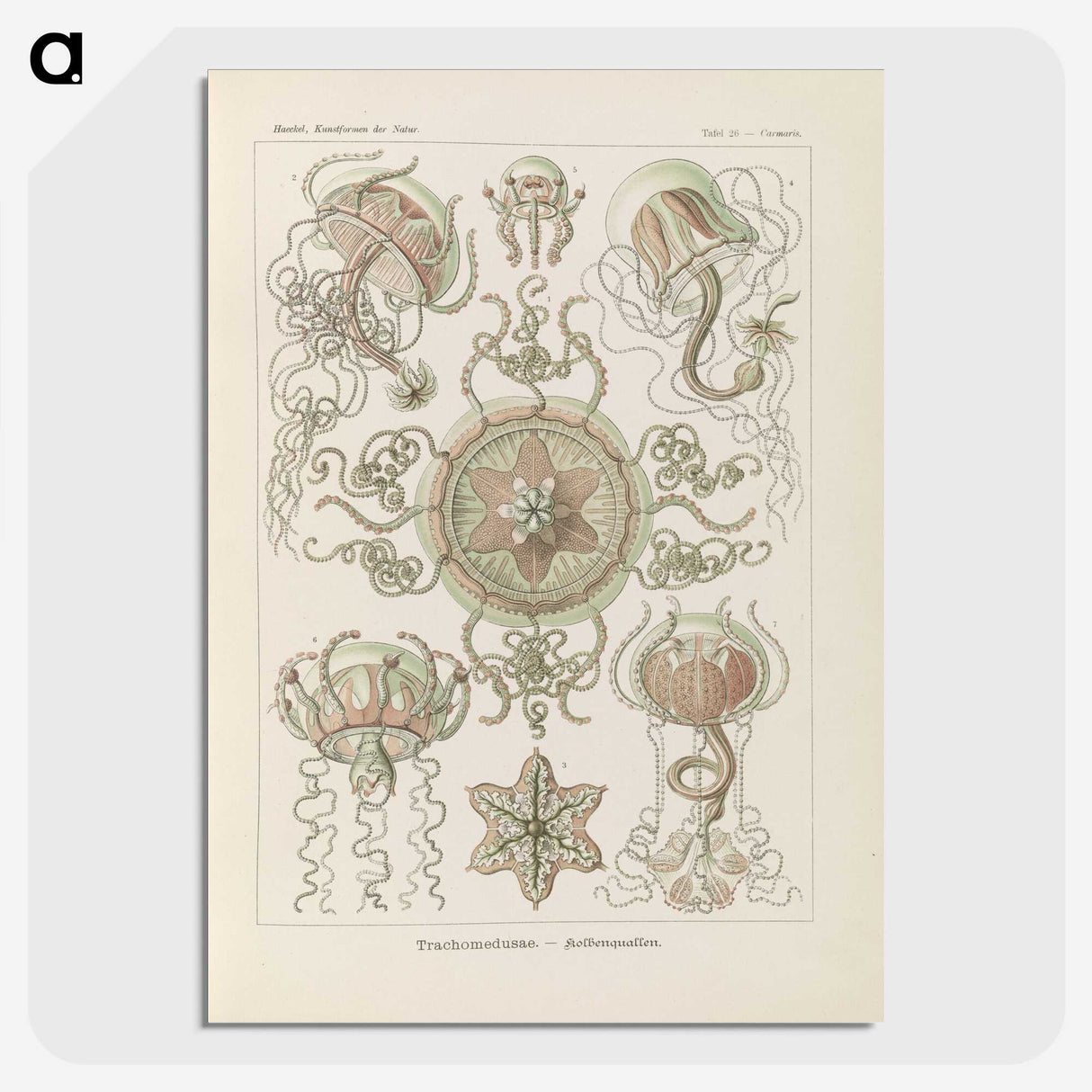 2-74_Ernst-Haeckel_picture-crop