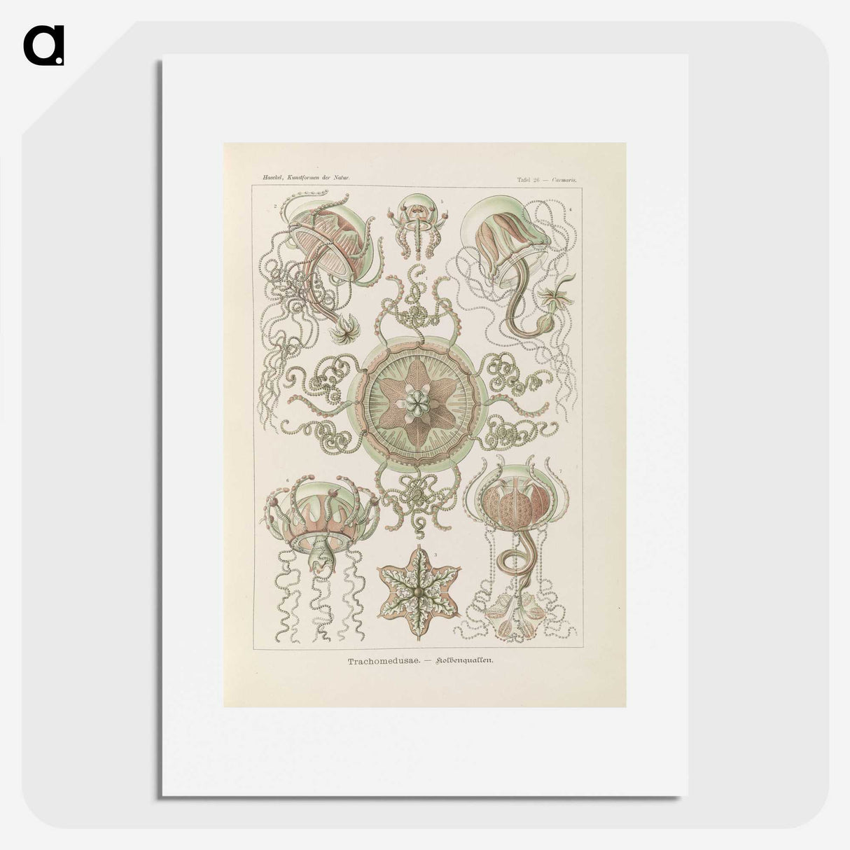 2-74_Ernst-Haeckel_picture