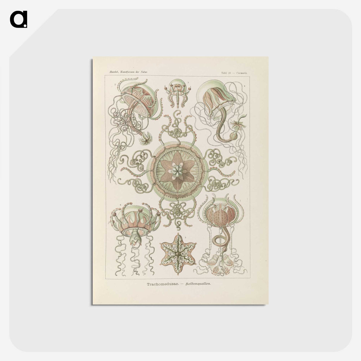 2-74_Ernst-Haeckel_postcard