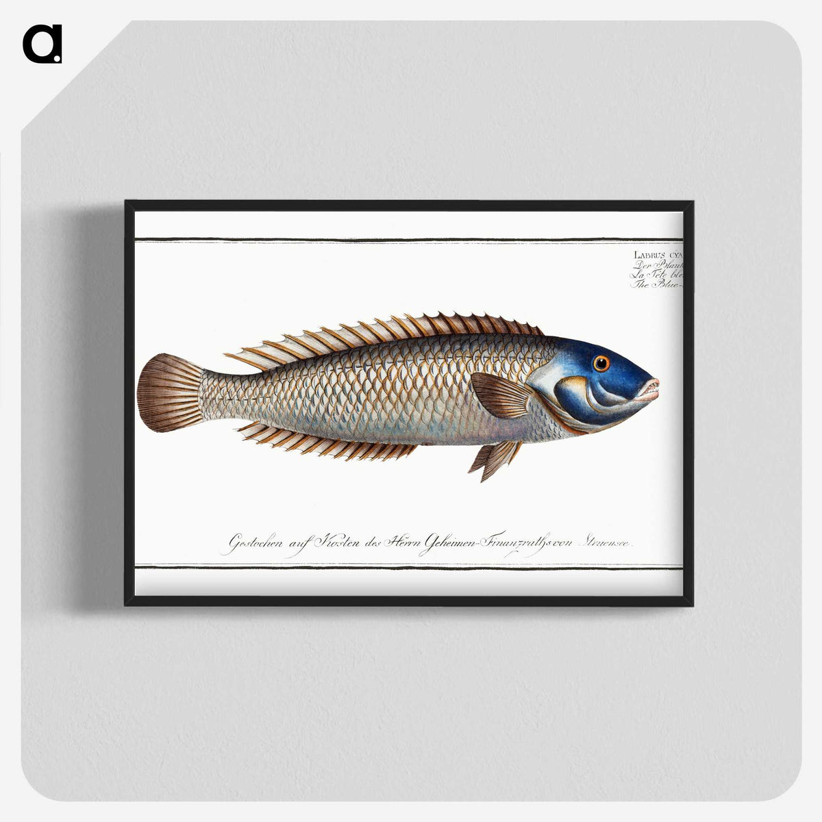 2-74_Ichtyologie-ou-Histoire-naturelle_blk-crop