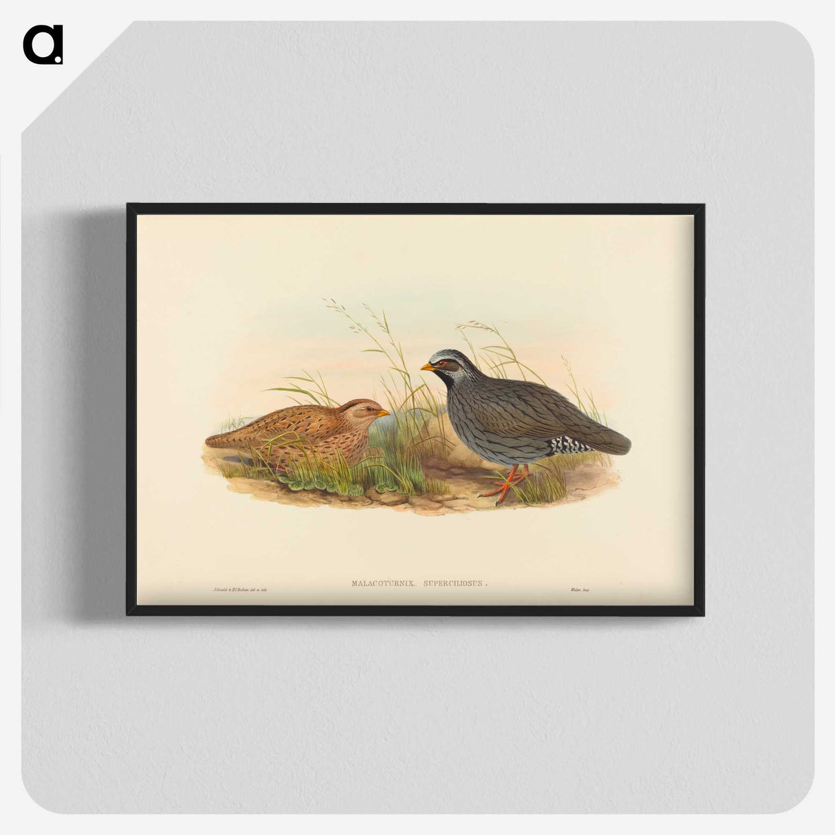 2-74_John-Gould_blk-crop