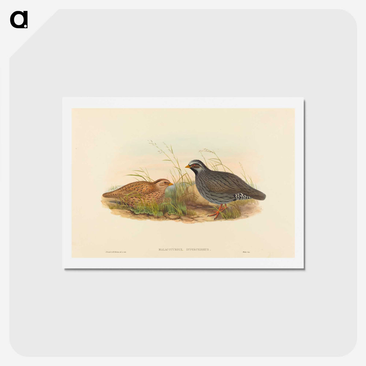2-74_John-Gould_hagaki