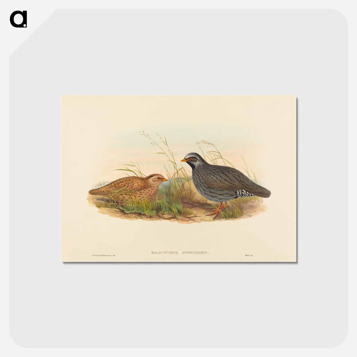 アートポストカード-Mountain Quail
- ジョン グールド Postcard.