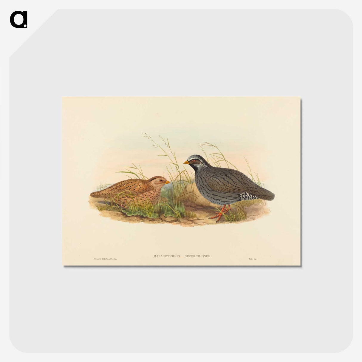 2-74_John-Gould_postcard
