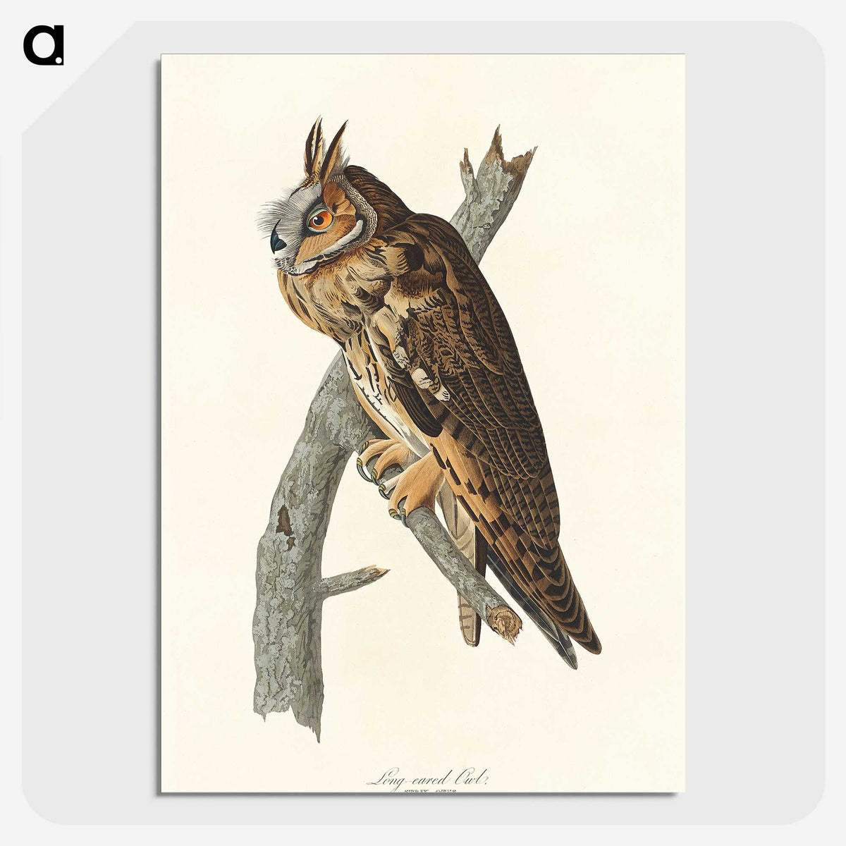 2-74_John-James-Audubon_picture-crop