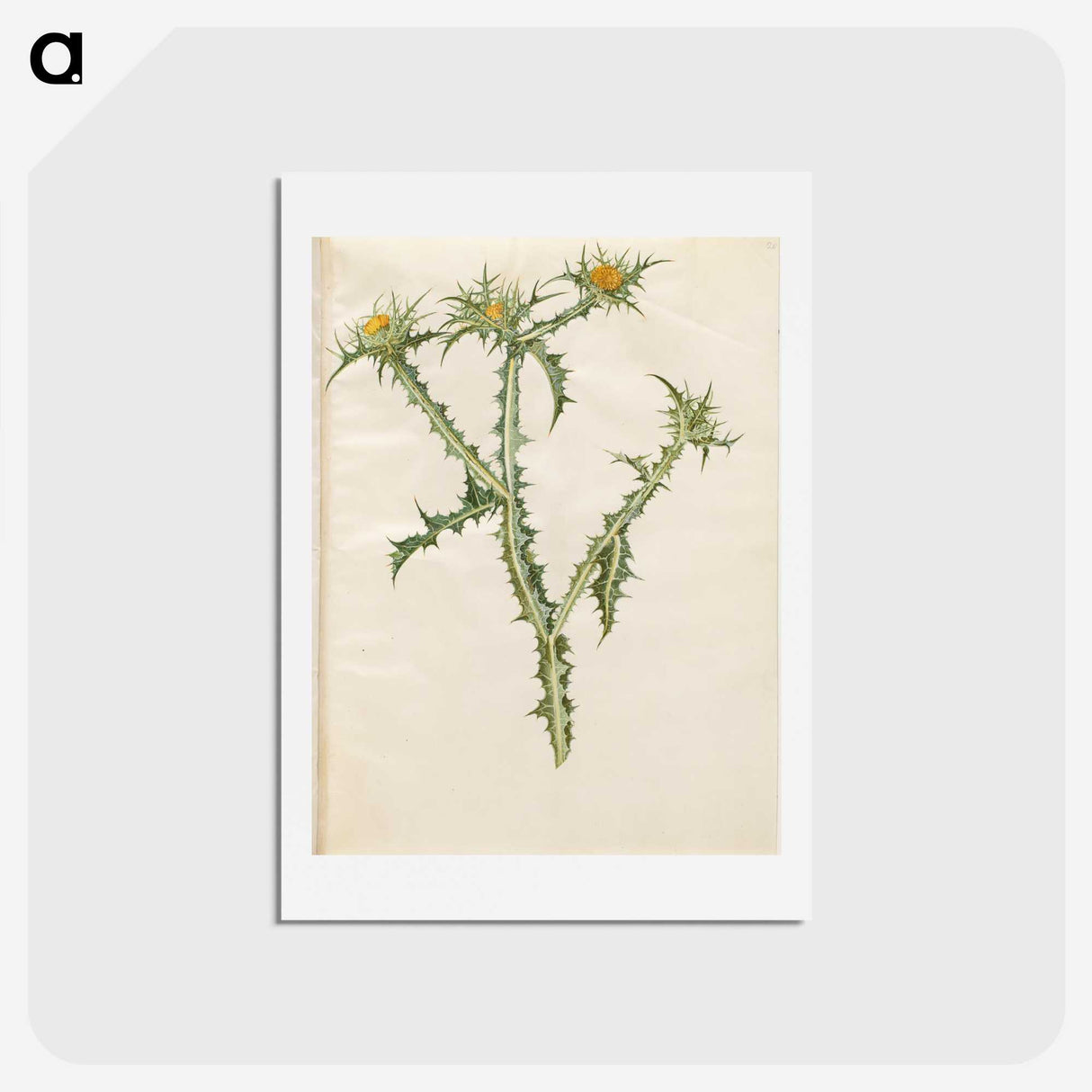 2-74_Maria-Sibylla-Merian_hagaki