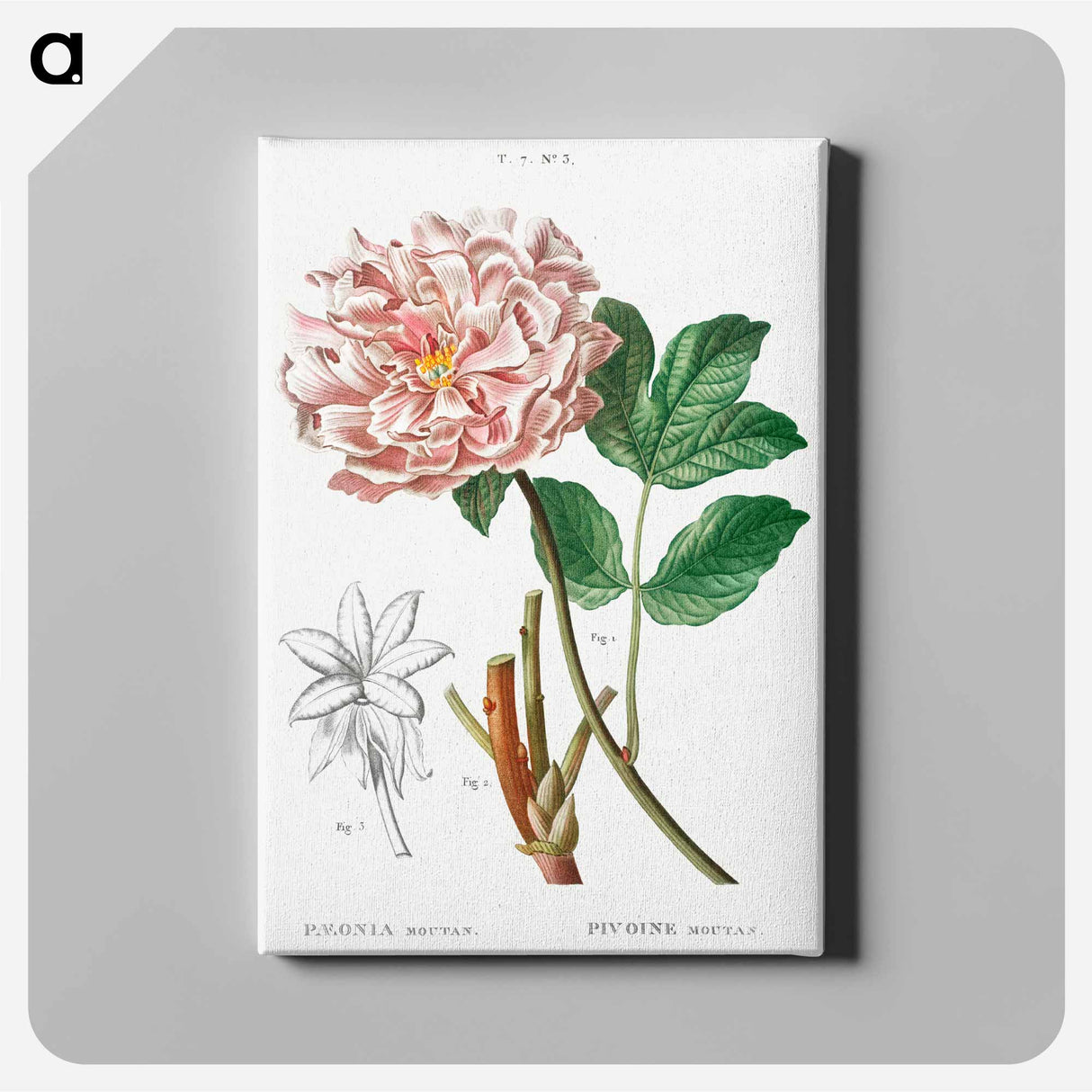 アートパネル-Moutan peony - ピエール ジョゼフ ルドゥーテ Canvas.