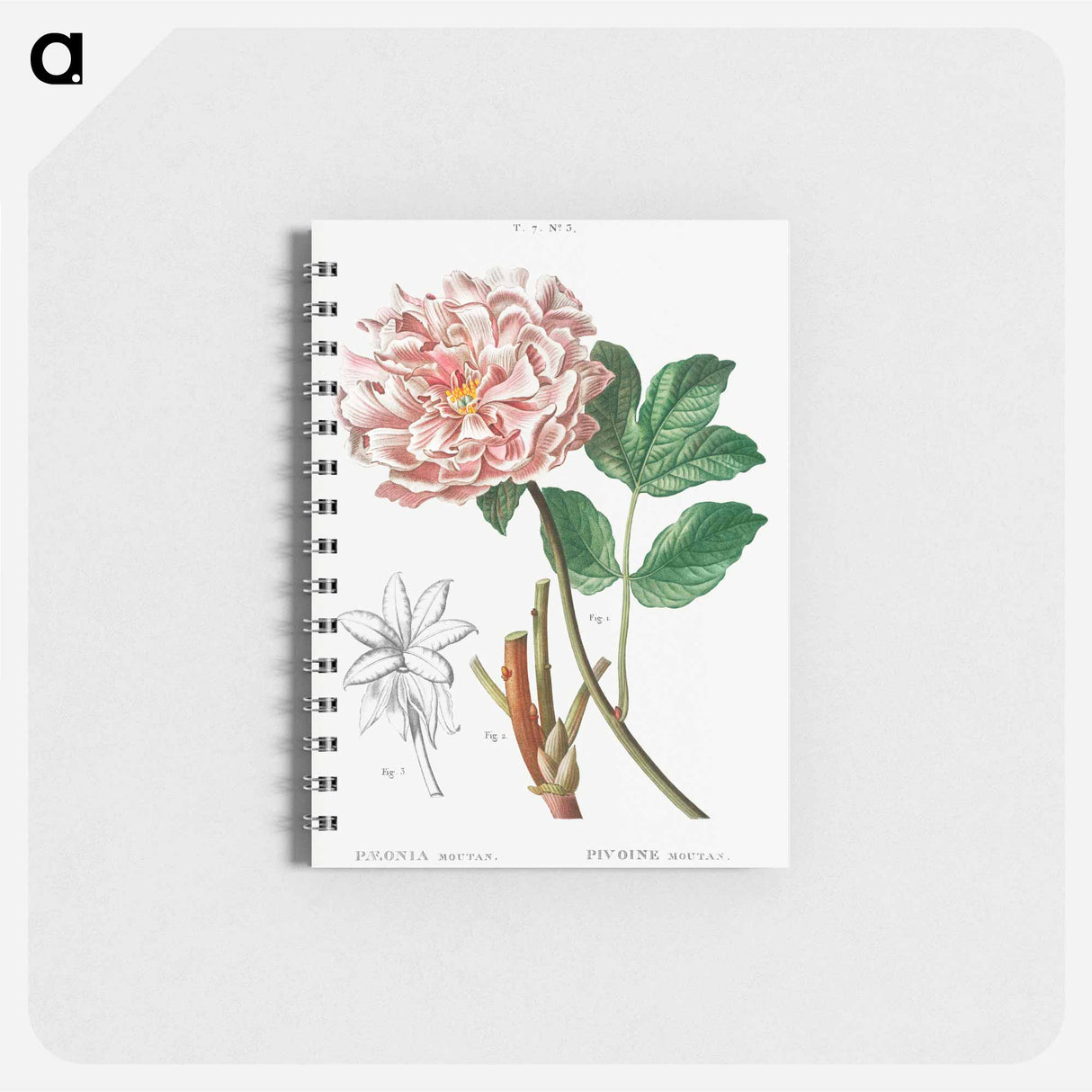 Moutan peony - ピエール ジョゼフ ルドゥーテ Memo.